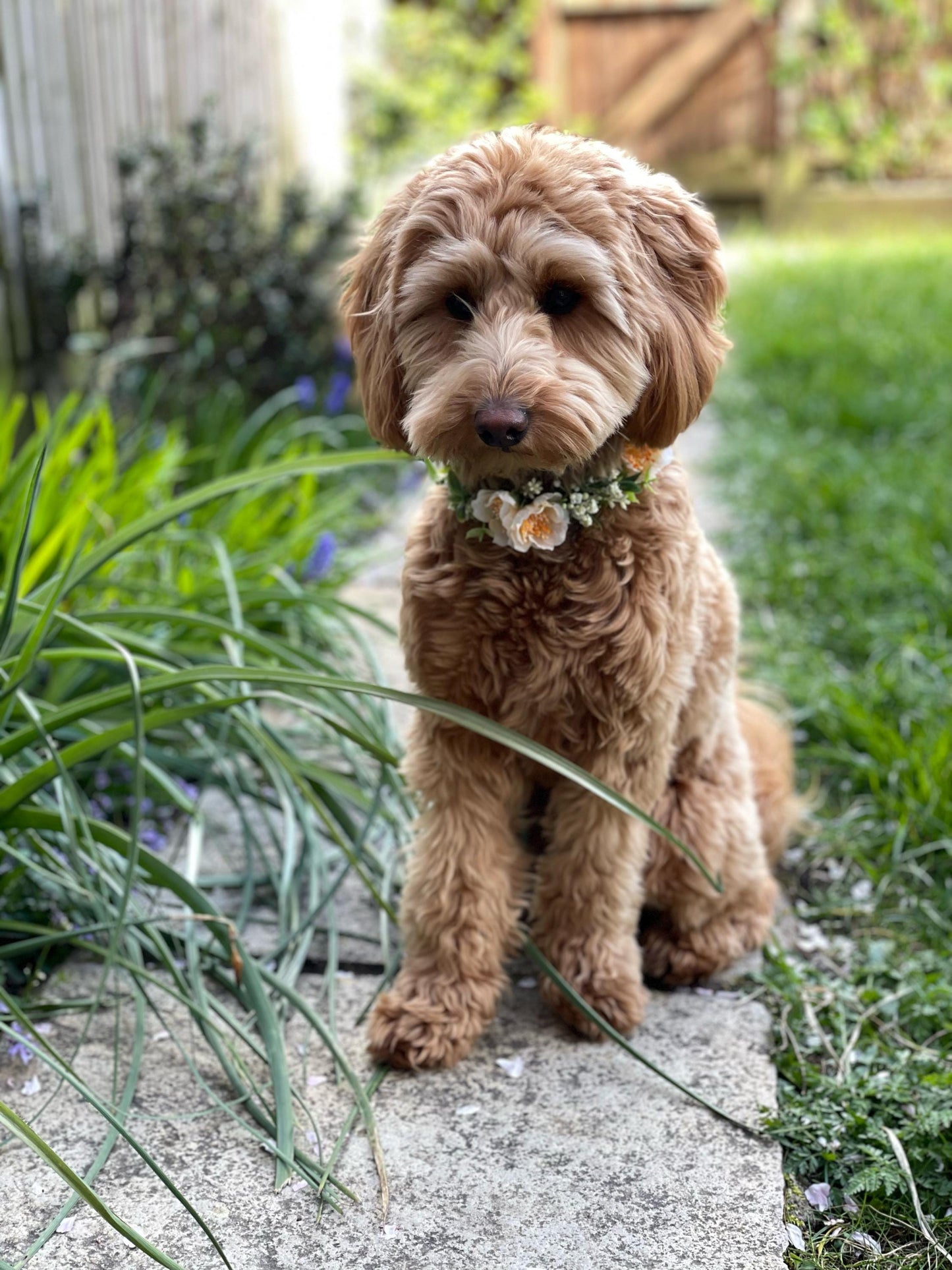 Floral pet collar