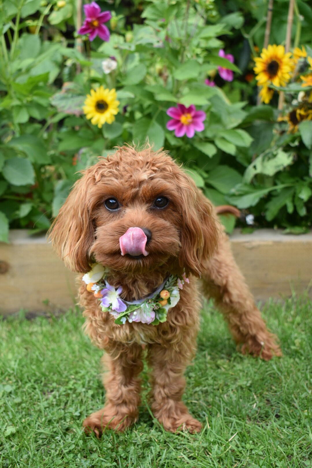Floral pet collar