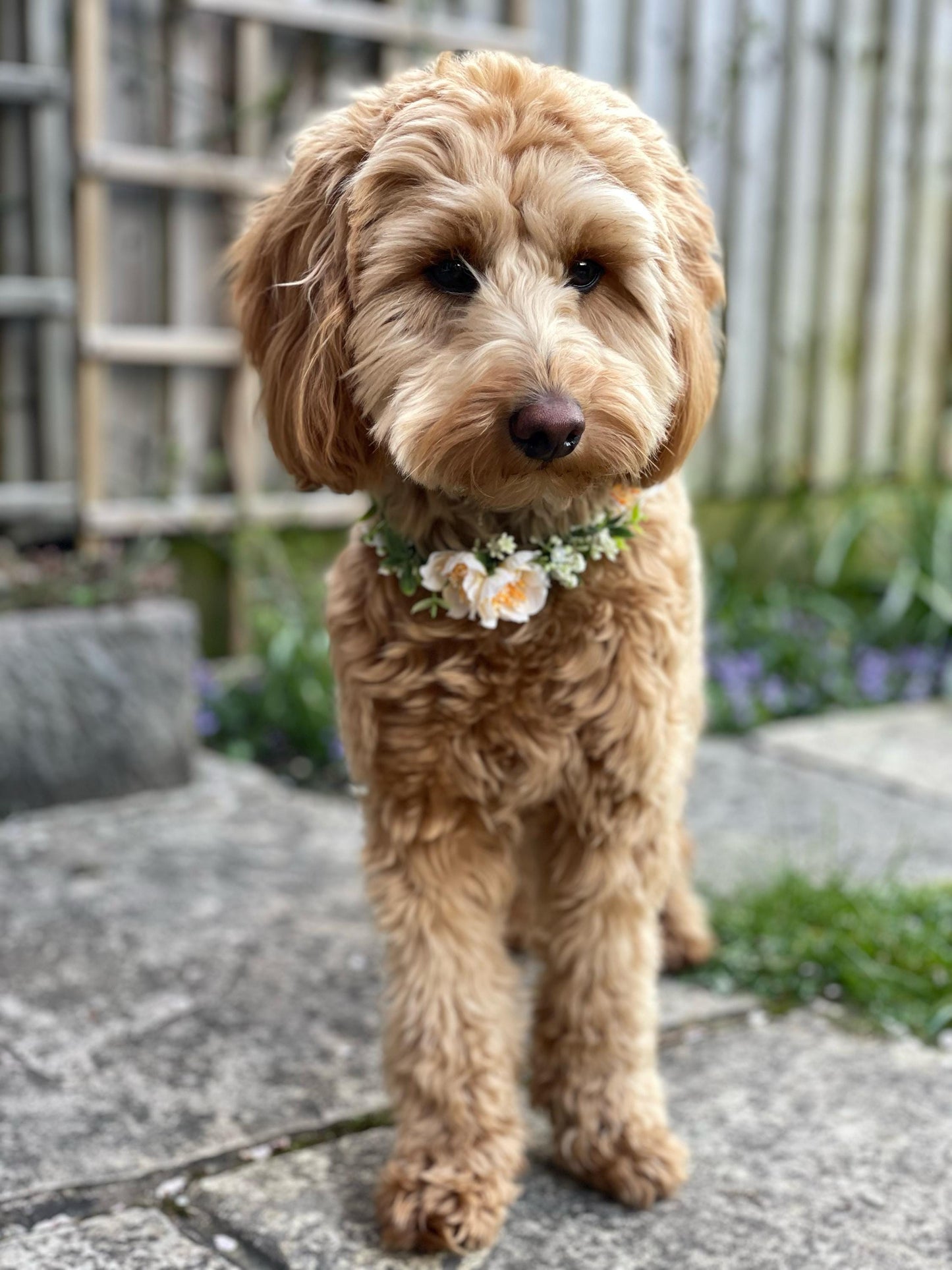 Floral pet collar