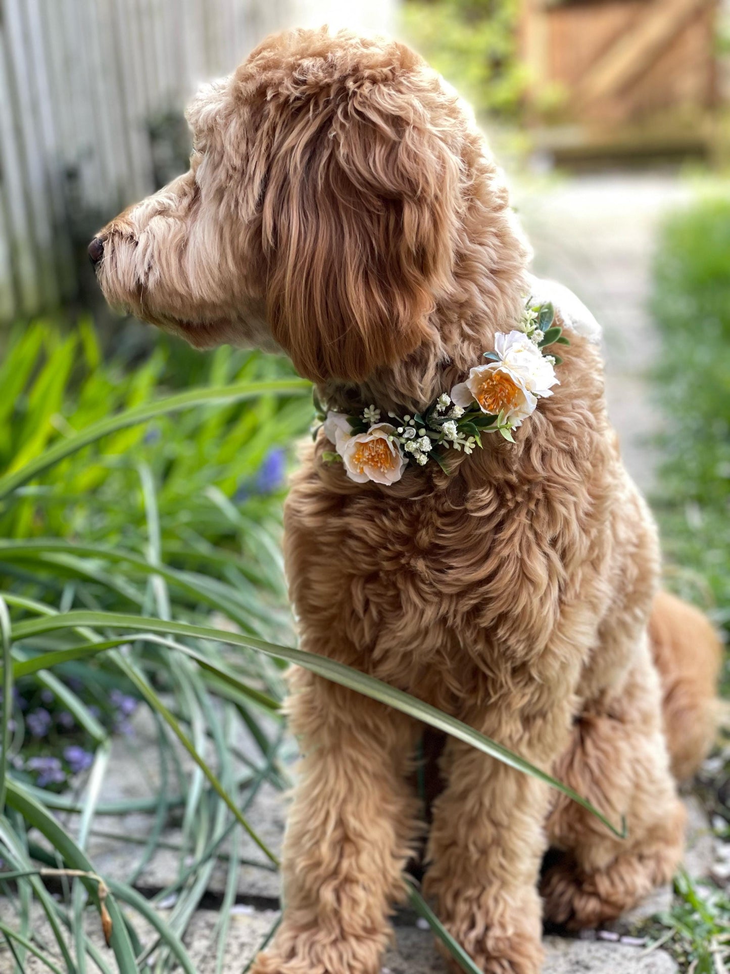 Floral pet collar
