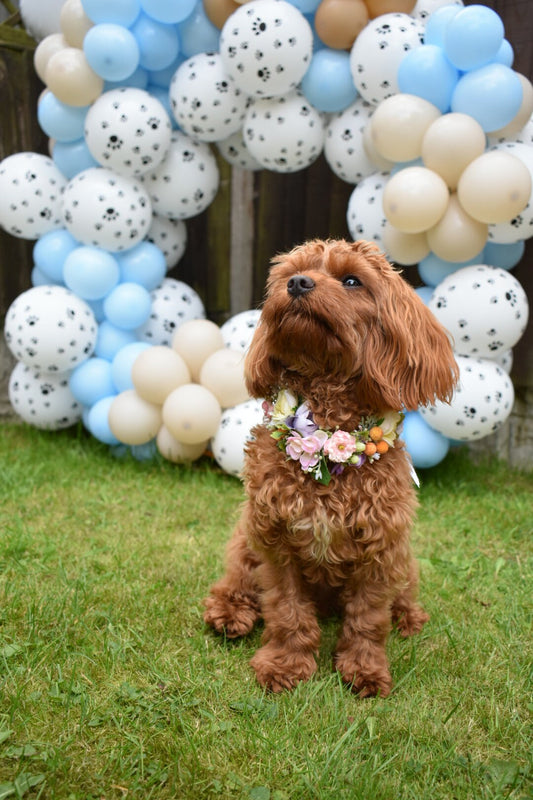 Floral pet collar